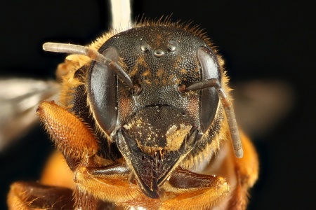 [Trachusoides simplex female (anterior/face view) thumbnail]